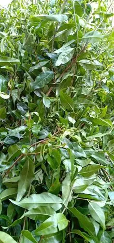 贵州余庆发酵野生小叶苦丁2019新茶特级袋泡200g茶新茶