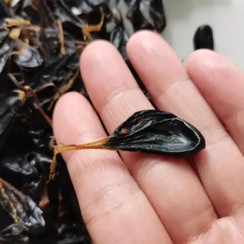 人工眼睛蛇胆中10粒装药材五步蛇胆干粒装武夷山蛇胆干正宗蛇胆10粒