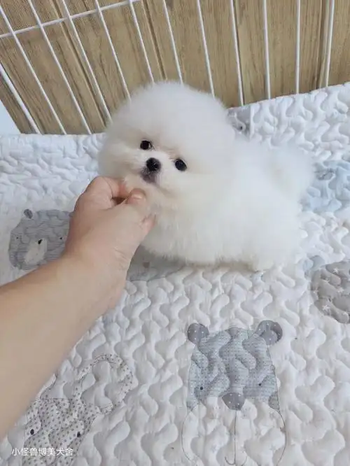 博美犬  #博美  #可爱的博美犬  #家长  #可爱的  #小体博美  #博美