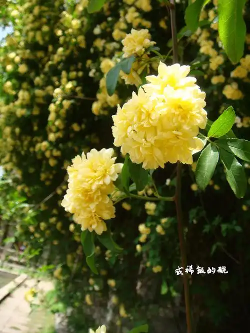 小时候奶奶家有一棵白花木香,爬满墙头,花开的时候稍一走近就闻到淡淡