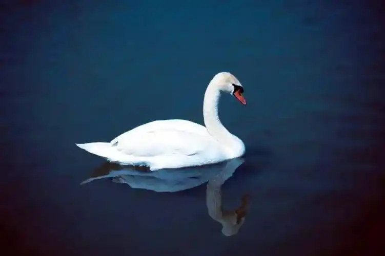 致友人圣桑的天鹅