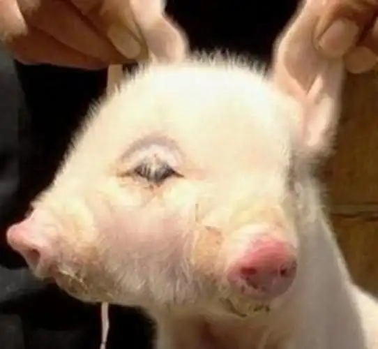 家猪产下双头猪其长相丑陋母猪嫌弃不愿喂奶