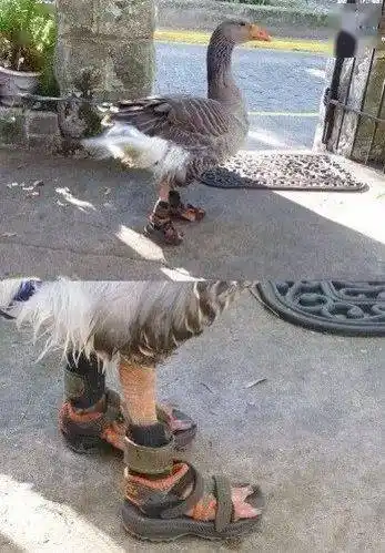 盘点那些笑死人不偿命的图片