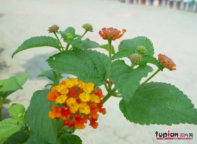 百花丛之五色梅有毒