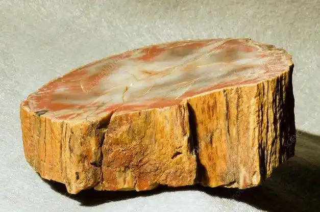 第一次听到"硅化木"这个名字,有老粉可能会问:"j先生,之前讲石英岩玉