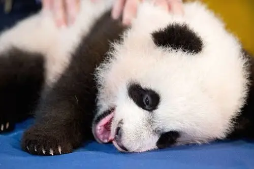 熊猫宝宝亮相华盛顿 面对镜头卖萌(组图)