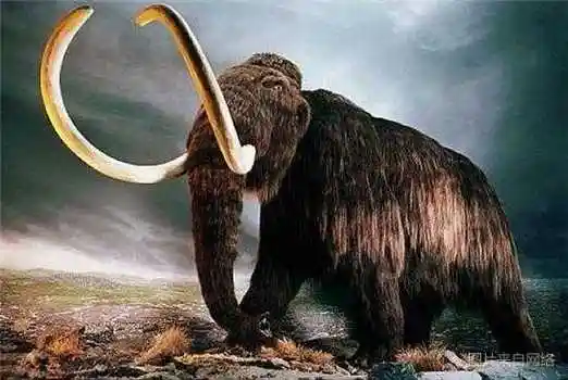 全球因人类而灭绝的十种动物有些是被人类吃光