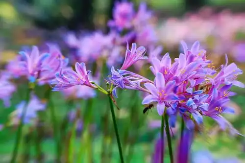 花开不见叶…彼岸花