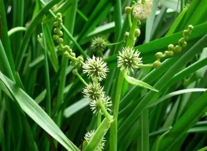 三棱是什么植物(三棱草的功效与作用)