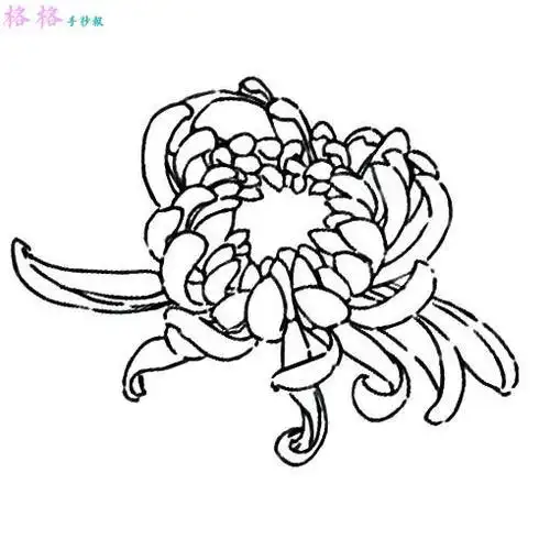 儿童菊花简笔画画法简单画法