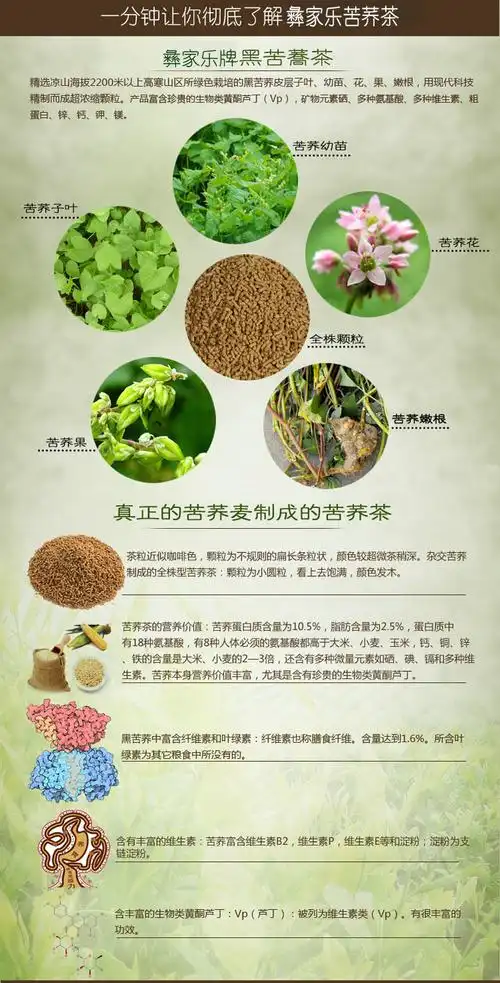 特价厂家批发 茶叶保健茶彝家乐散装全胚芽苦荞茶 量大从优