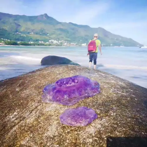塞舌尔的紫色水母