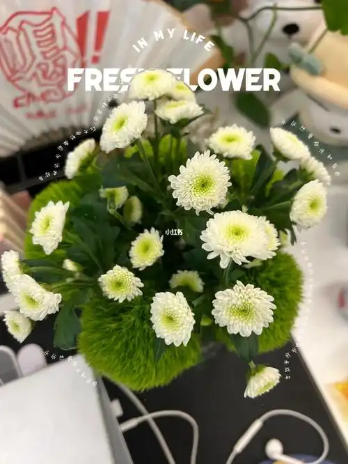 每天认识一种7绿毛球科隆香水多头小菊