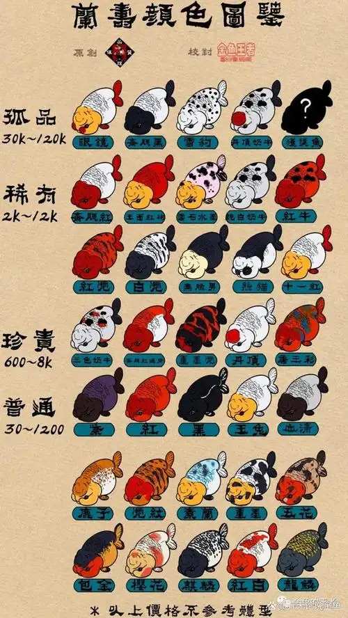 兰寿金鱼为什么会栽头?购买兰寿一些关键点