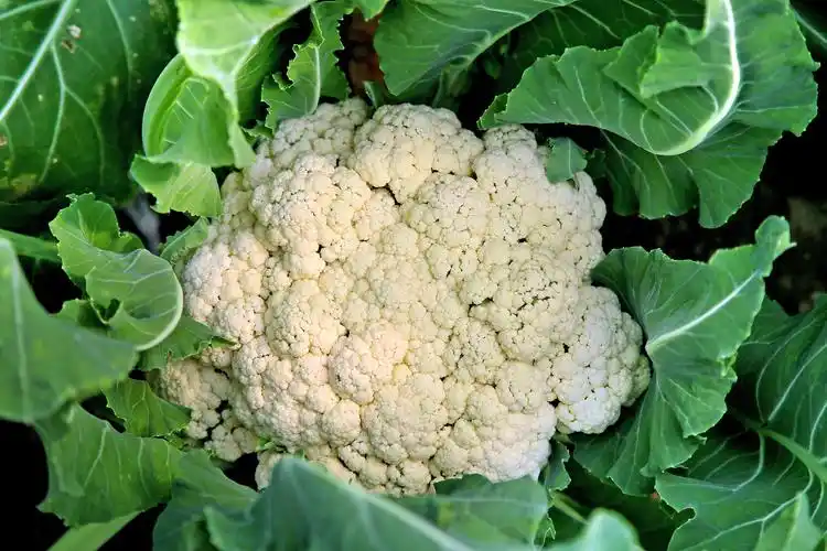 p>花椰菜,又称花菜,菜花或椰菜花,花椰菜为 a target="_blank" href=