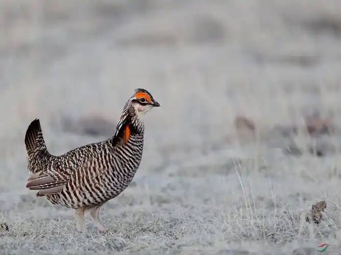 常态下草原松鸡的图鉴照片