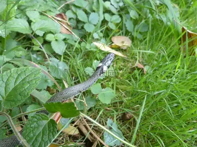 草蛇蛇爬行动物