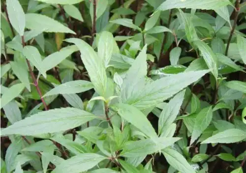 泽兰的功效及其食用方法和禁忌