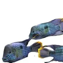 玉面皇冠红尾皇冠鱼活体鱼老寿星鱼蓝面财神中大型热带观赏鱼新疆