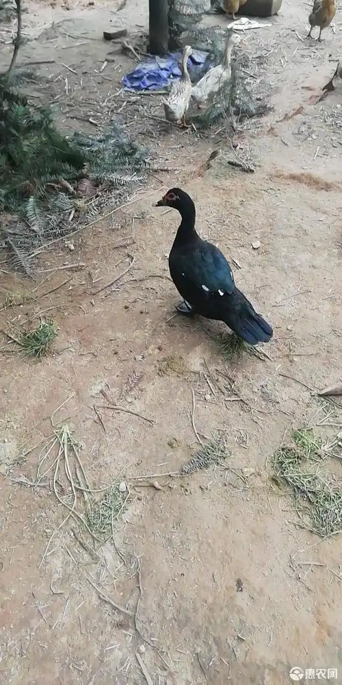 急需购2000只黑嘴黑毛番鸭