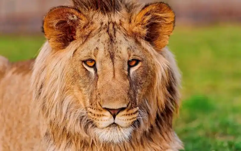 胡子看panthera利奥英俊狮子脸fufikpufik亚洲人狮子座耳朵