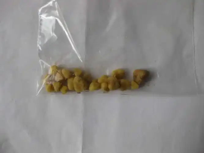 拉不拉多的膀胱结石手术