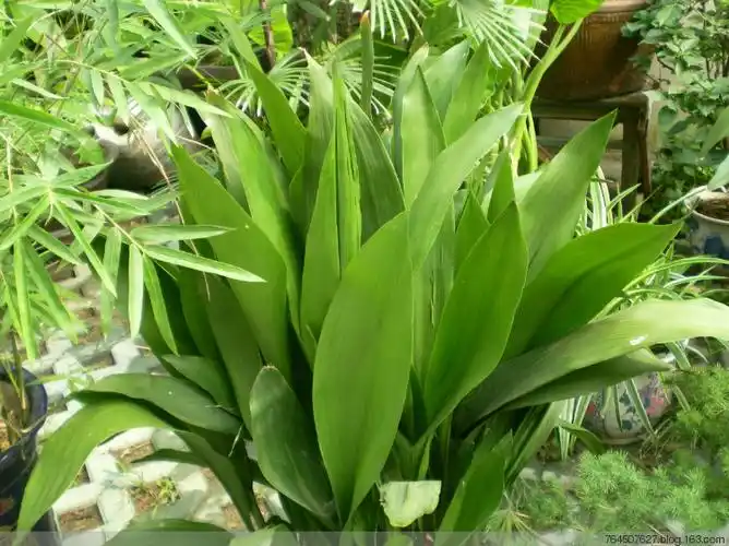 一叶兰 - 深涧幽草 - 764507627 的博客