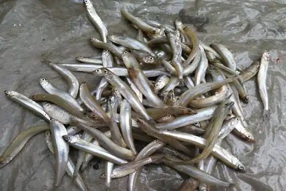 1,船钉子鱼图片