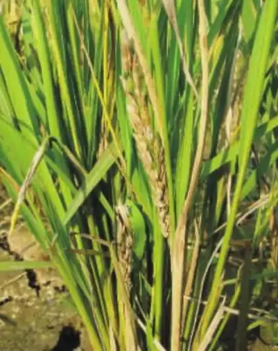 水稻霜霉病