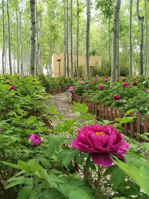 仁和公园牡丹花