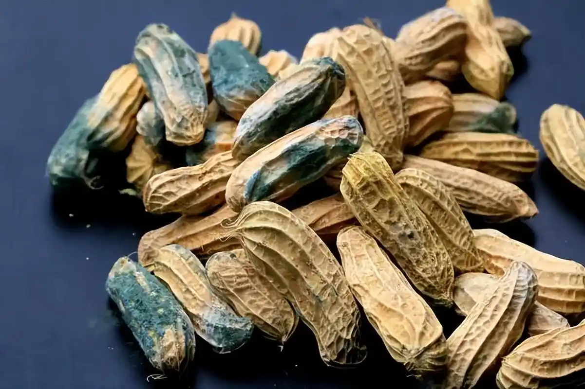 吃了发霉食物导致器官衰竭,黄曲霉素和米酵菌酸,危害如此之大?