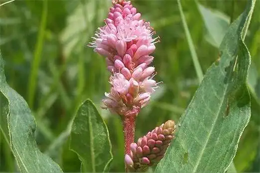 拳参的养殖方法及注意事项,浇水修剪适度且注意清除杂草