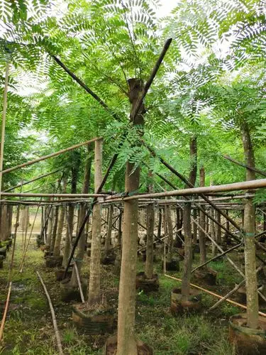 909供应 铁刀木 鸡翅木 10-16cm袋苗 光棍切杆树 市政乡村绿化