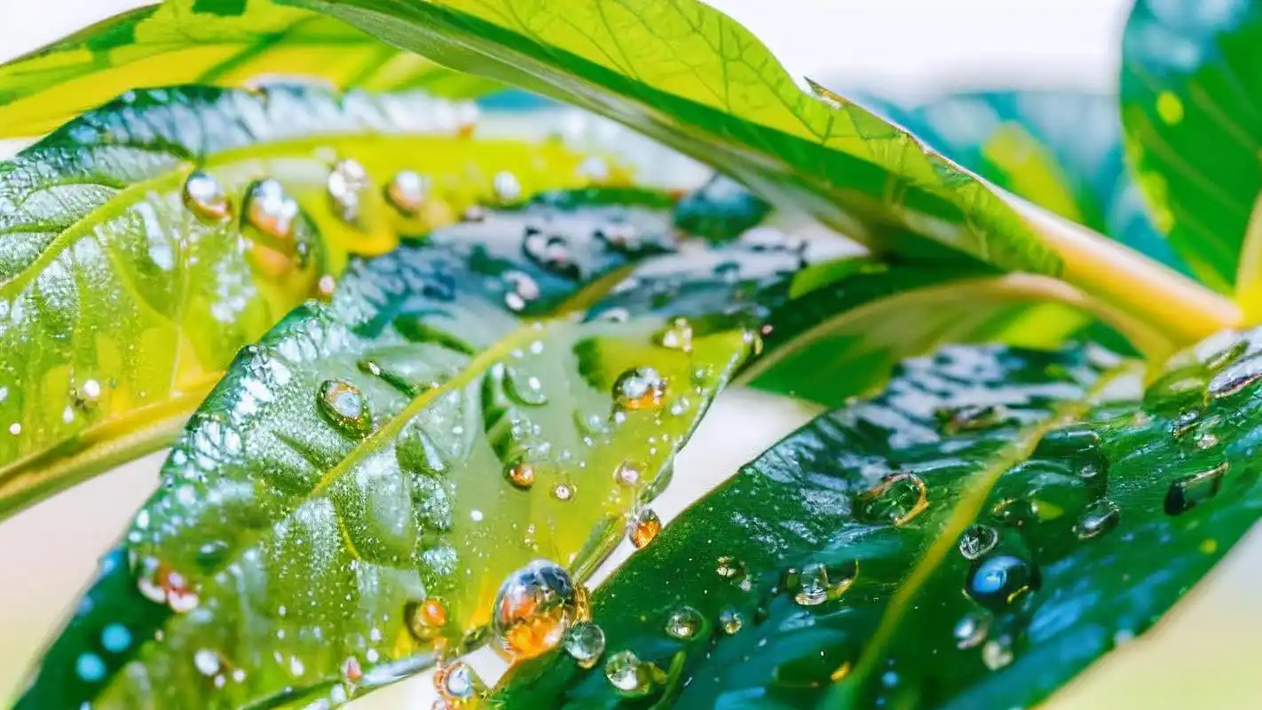 高清水滴壁纸91,清晨露珠之美