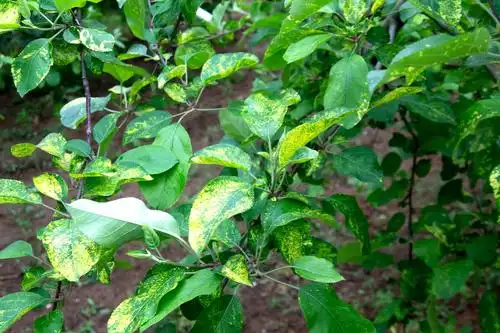 苹果树花叶病严重什么药管用?别搞错了,有效的是肥不是药