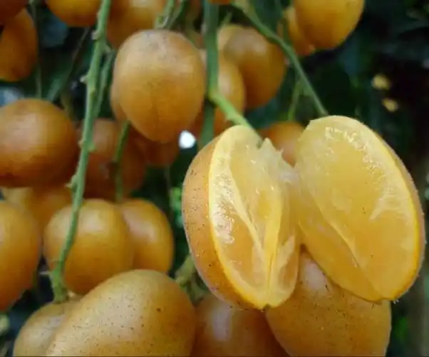 整颗果子都能吃, 人称"水果之王", 不吃可惜|南方|黄皮|水果_新浪