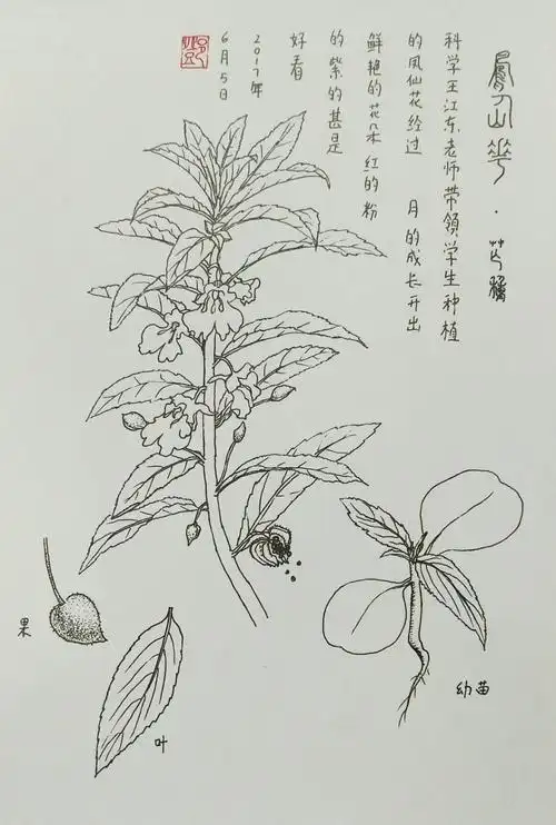 童心植物图鉴之凤仙花