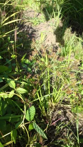 日月峡中草药(1034)--三棱草3