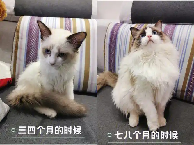 纪念一下布偶猫尴尬期逆袭的成长之路