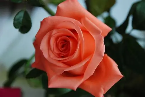 常用的鲜切花——艳粉玫瑰(影星)