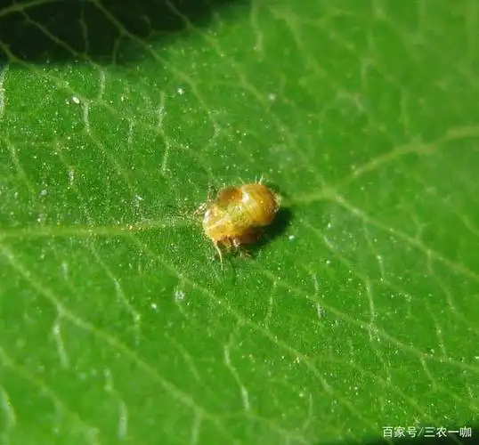 农户种植梨树,如何科学防治梨木虱,为梨树的生长提供优质环境