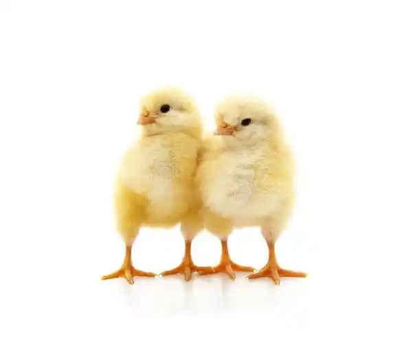 小鸡多久能长大?