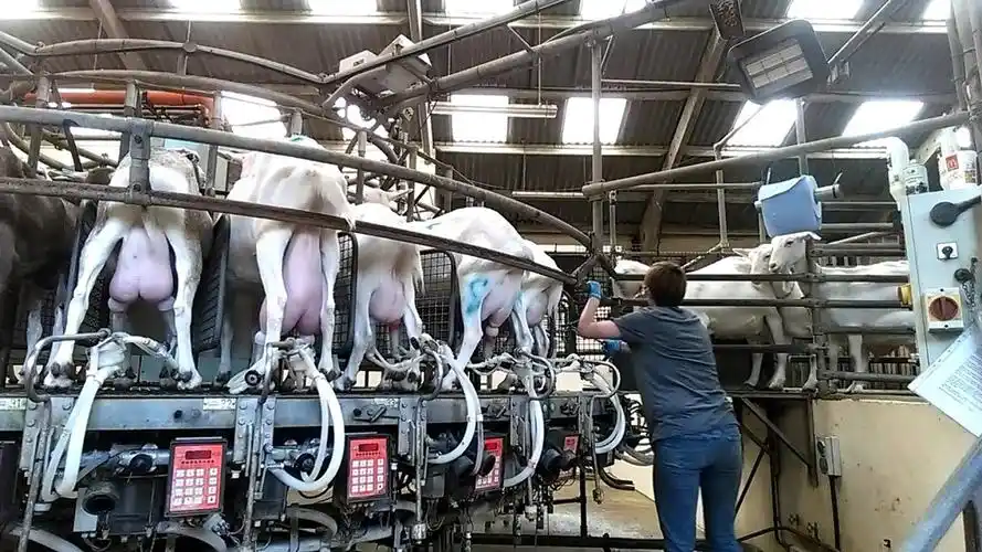 丹麦机械化山羊挤奶旋转系统每小时采集1000头母羊乳汁