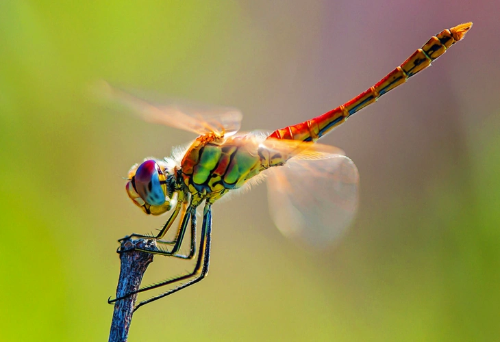 微摄app世界上最美的蜻蜓图片