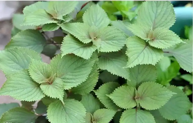 买紫苏时,"绿色"和"红色"怎么挑?多亏菜农提醒,买错了吃亏