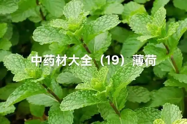 肤痛痒,皮疹,湿疹. 薄荷是一种有特种经济价值的芳香作物,中 - 抖音