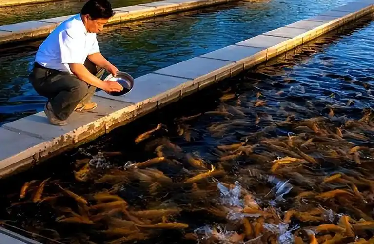 回顾甘肃小伙投资10亿沙漠养鱼后来员工离职鱼塘被毁小伙值