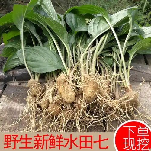 新鲜水田七野生 屈头鸡 土三七 水