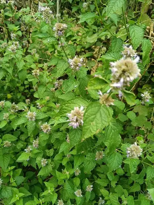 茴藿香主要在夏天开花,花朵形像穗状,为紫色,白色花束.
