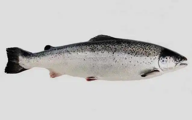 银鳕鱼是什么鱼